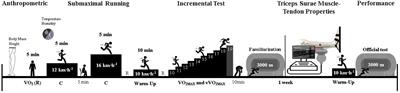 Triceps Surae Muscle-Tendon Properties as Determinants of the Metabolic Cost in Trained Long-Distance Runners